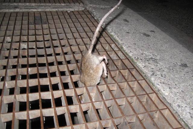 A rat photographed by Cornell University entomologist Matthew Frye as he collected specimens for his study.